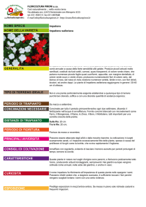 Impatiens Impatiens walleriana