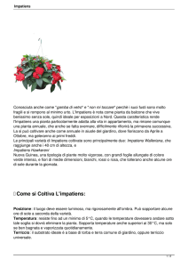 Come si Coltiva L`impatiens