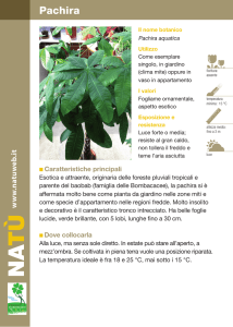 Pachira - Dichio vivai garden