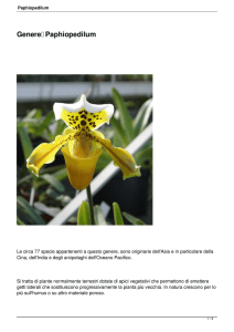 Genere Paphiopedilum