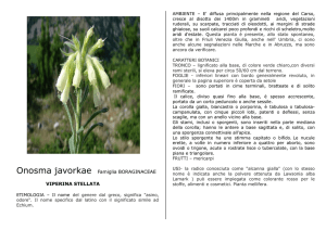 Onosma javorkae Famiglia BORAGINACEAE VIPERINA STELLATA