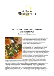 la coltivazione degli agrumi ornamentali