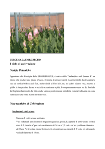 I ciclo di coltivazione Notizie Botaniche Note tecniche di Coltivazione
