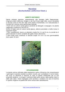 Escolzia - Pianteofficinali.org