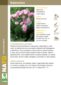 Kalanchoe - Dichio vivai garden