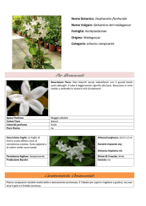 Stephanotis Floribunda