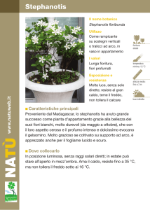 Stephanotis - Dichio vivai garden