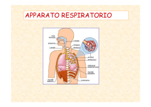 Apparato respiratorio - Dipartimento di Farmacia