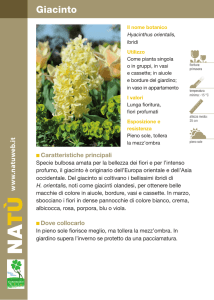 Giacinto - Dichio vivai garden