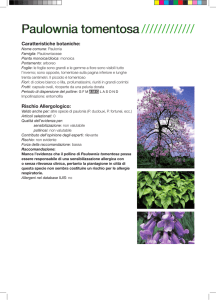 Paulownia tomentosa