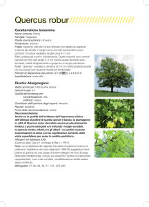 Quercus robur