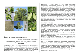 Acer monspessulanum - Cosmic Noise E Learning For Science