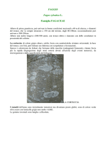 FAGGIO Fagus sylvatica L. Famiglia FAGACEAE