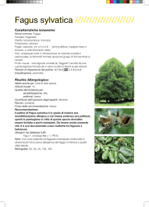 Fagus sylvatica ///////////////////// Fagus sylvatica