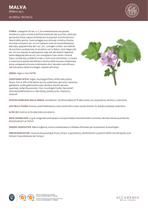(Malva sp.) - Accademia della Tisana