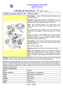 Paliurus spina-christi - Club Alpino Italiano sezione di Dolo