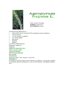 Nome comune: Gramigna Famiglia: Graminaceae Parte utilizzata