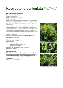 Koelreuteria paniculata