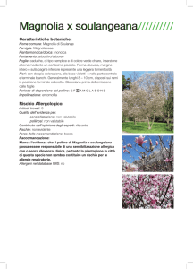 Magnolia x soulangeana
