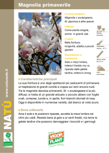 Magnolia primaverile