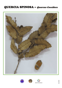 scheda tecnica quercia spinosa - Protezione Civile