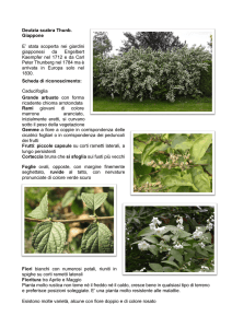 Deutzia scabra - Pro Loco Sovico