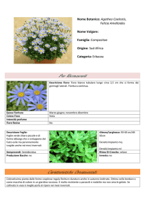 Agathea Coelestis - Piante Green Vision