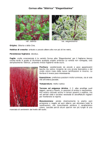 Cornus-alba-sibirica