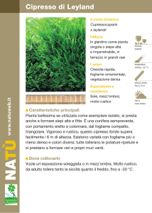 Cipresso di Leyland - Dichio vivai garden
