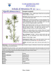 Nigella damascena - Club Alpino Italiano sezione di Dolo