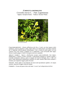 Coronilla emerus L
