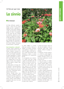 La zinnia - Provincia autonoma di Trento