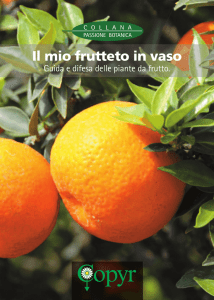 Il mio frutteto in vaso