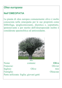 Olea europaea Nell`OMEOPATIA