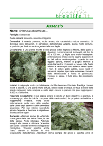 Assenzio