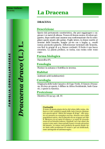 Dracaena draco