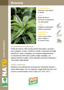 Dracena - Vigorplant