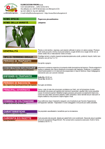 Peperone piccantissimo Jalapeno
