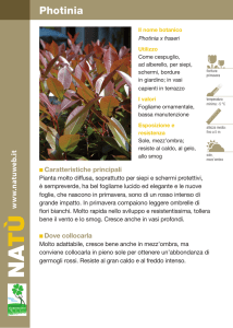 Photinia - Dichio vivai garden