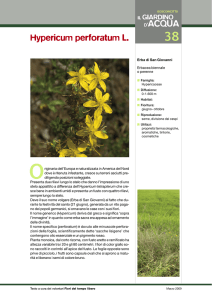038 Hypericum perforatum L.