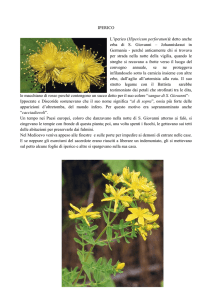 IPERICO L`iperico (Hipericum perforatum)è detto anche erba di S