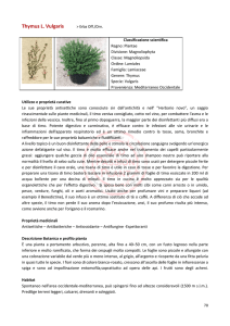 Thymus L. Vulgaris