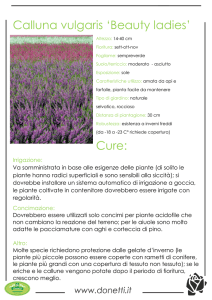 Calluna vulgaris `Beauty ladies` Cure: