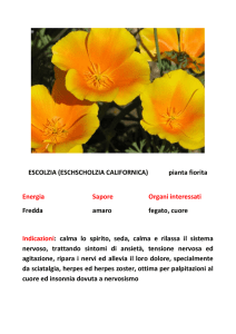 ESCOLZIA (ESCHSCHOLZIA CALIFORNICA) pianta fiorita Energia