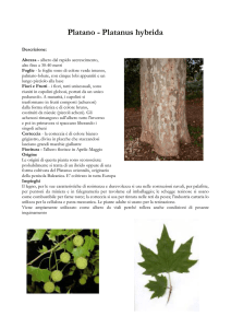 Platano - Platanus hybrida