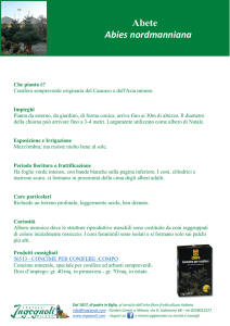 Abete Abies nordmanniana
