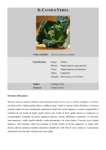 il cavolo verza - Ecologiadellanutrizione.it