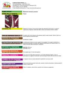 Radicchio trevisano precoce Trevor