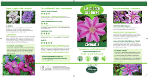 Clematis