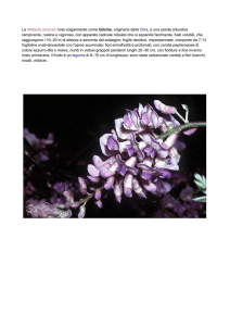 La Wisteria sinensis nota volgarmente come Glicine, originaria della